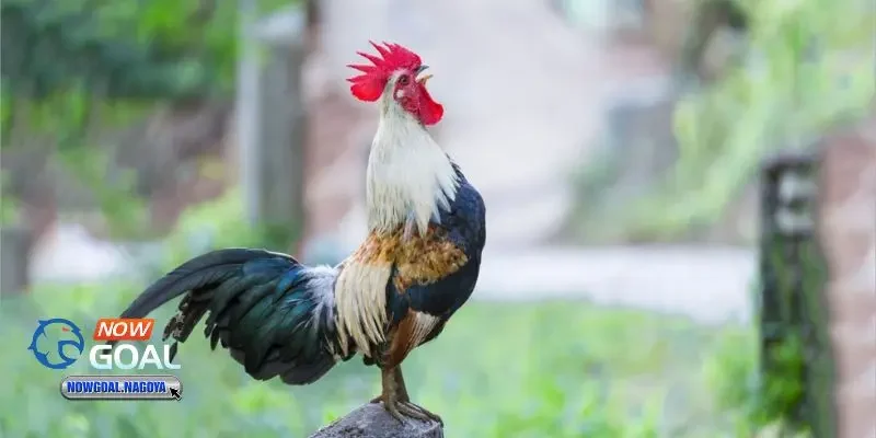 đá gà Campuchia